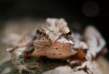 Macro photograph of a common frog (Rana temporaria) .