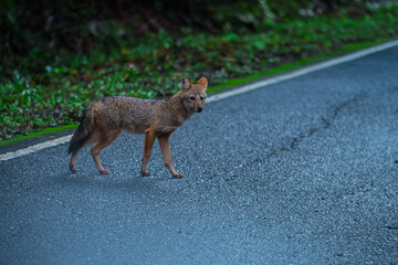 Golden jack The ears are large and erect. The fur on the body is quite long and gray mixed with...