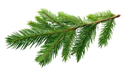 Lush green evergreen branch isolated on white (3)