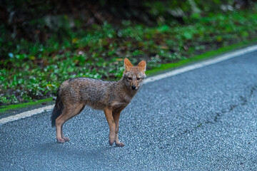 Golden jack The ears are large and erect. The fur on the body is quite long and gray mixed with...