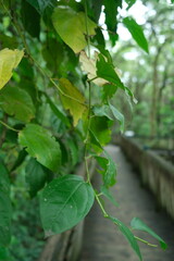 Ficus sycomorus: Majestic Tree of the Lowveld Botanical Garden