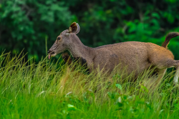 Fototapeta premium Smaller and without horns, the horns are not hollow, spiral, and some can branch like a tree branch. No gallbladder It prefers to be alone alone, except for mating season. 