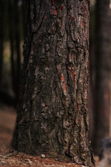 Detailed close-up of rugged tree bark, showcasing rich textures and natural patterns in a forest setting.