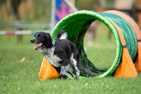 A Spanish working mix dog runs through.