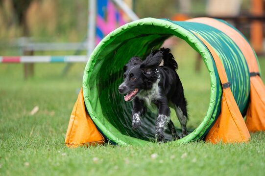 A Spanish working mix dog runs through.