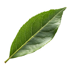 A whole single curry leaf isolated on a transparent background