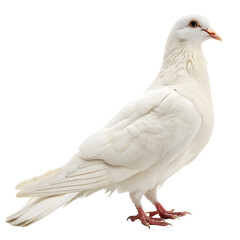 A whole single dove bird isolated on a transparent background