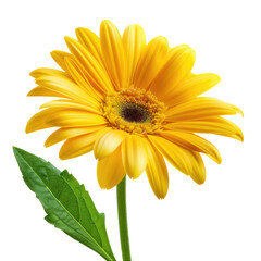 Vibrant yellow flower with green leaves against black background