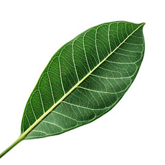 A whole single ficus leaf isolated on a transparent background