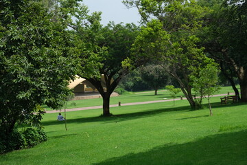 Lush Tree in Walter Sisulu National Botanical Garden