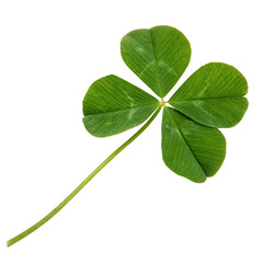 A whole single four leaf clover isolated on a transparent background