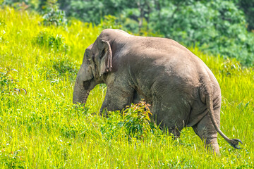 Elephants are large mammals and are the largest land animals. Wild elephants eat plants. They are...
