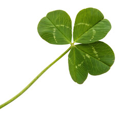 A whole single four leaf clover isolated on a transparent background