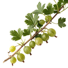 A whole single gooseberry branch isolated on a transparent background