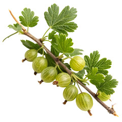 A whole single gooseberry branch isolated on a transparent background