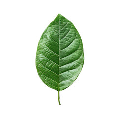 Obraz premium Close-up of a vibrant green leaf (1)