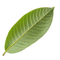 A whole single guava leaf isolated on a transparent background