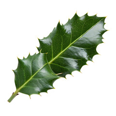 A whole single holly leaf isolated on a transparent background