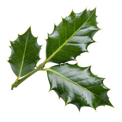 A whole single holly leaf isolated on a transparent background