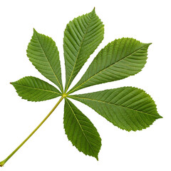 A whole single horse chestnut leaf isolated on a transparent background