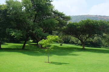 Vachellia sieberiana in Walter Sisulu National Botanical Garden