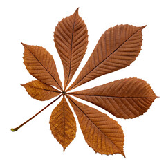 A whole single horse chestnut leaf isolated on a transparent background