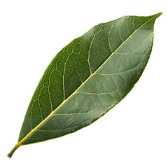 A whole single laurel leaf isolated on a transparent background