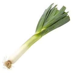 A whole single leek stalk isolated on a transparent background