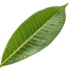 A whole single mango leaf isolated on a transparent background