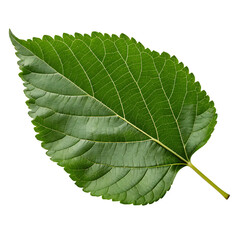 A whole single mulberry leaf isolated on a transparent background