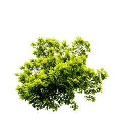 Fototapeta premium Lush green treetop against black background