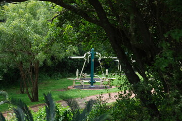 Lush Tree in Walter Sisulu National Botanical Garden