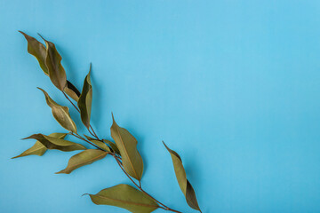 ropical flat lay dry ficus benjamina leaves branch on vibrant blue surface background	