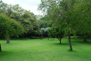 Lush Tree in Walter Sisulu National Botanical Garden