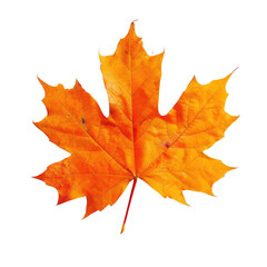 Fototapeta premium Vibrant autumn maple leaf (1)