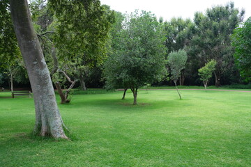 Lush Greenery at Walter Sisulu National Botanical Garden