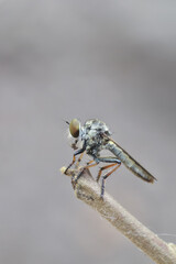 robber fly close up