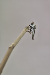 robber fly on a branch