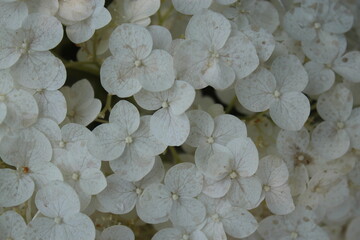 white hydrangea