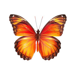 Obraz premium Close-up of a vibrant orange butterfly (1)