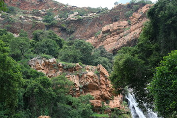 Vachellia Karroo in Walter Sisulu National Botanical Garden