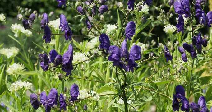 Aconitum variegatum 'Paniculatum' or Rispen-Eisenhut flowers. St&auml;ngel aufrecht ausgebreitet verzweigt flaumig-dr&uuml;sig behaart. Bl&auml;tter handf&ouml;rmig. Bl&uuml;tenstand blau-violett kapuzenf&ouml;rmig
