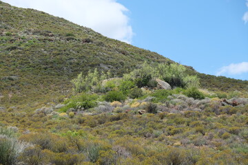 Lush Karoo Desert Botanical Garden Vegetation