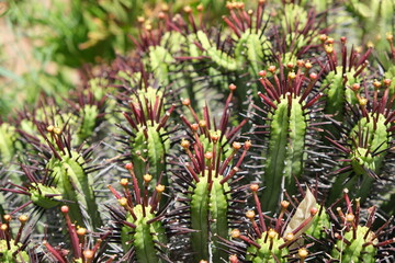 Euphorbia Ferox: Spiny Marvel of the Karoo Desert Botanical Garden