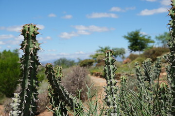 Euphorbia mauritanica in Karoo Desert Botanical Garden