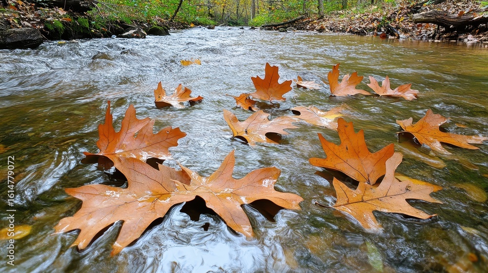 Poster autumn leaves floating on calm stream in natural forest setting