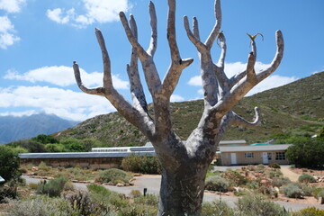 Pachypodium Namaquanum in Karoo Desert Botanical Garden