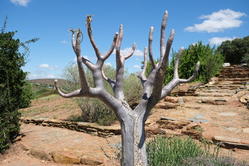 Pachypodium namaquanum in Karoo Desert Botanical Garden
