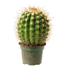 Round cactus in dark green pot