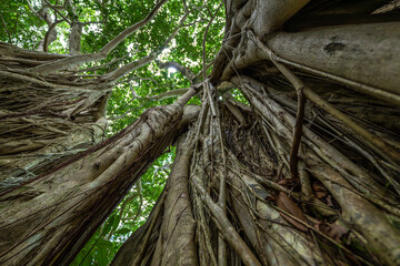Along the ʻAihualama Trail in Oahu, HI